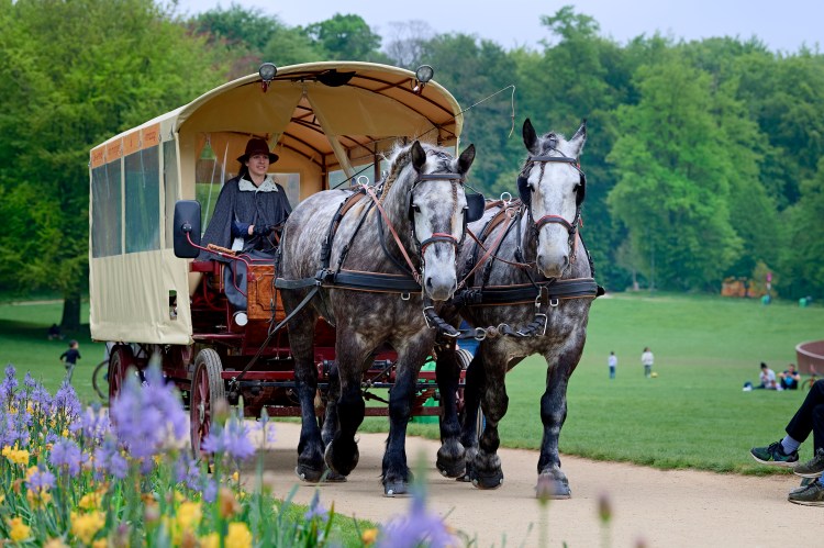 Chevaux de trait en calèche au Bois de la Cambre